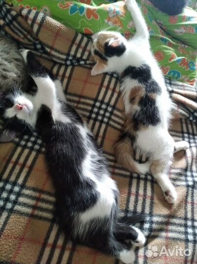 Котята ищут дом