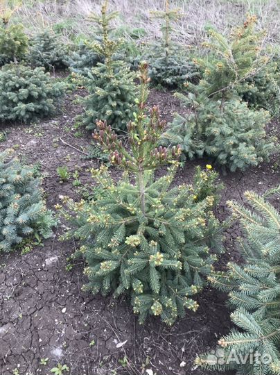 Ель голубая, ель канадская