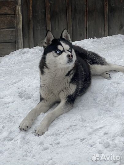 Хаски девочка