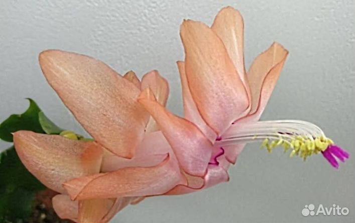 Декабрист шлюмбергера сортовые