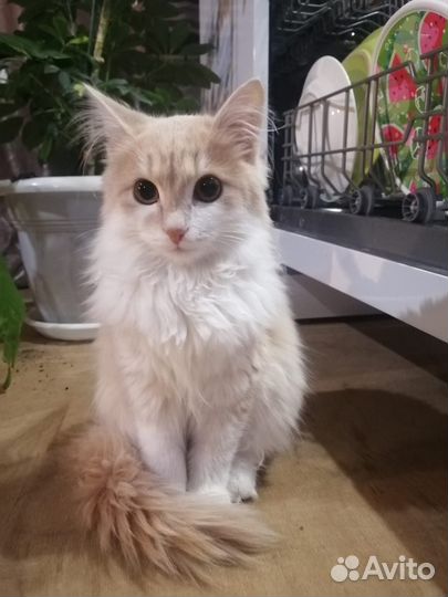Котята в добрые руки мальчики