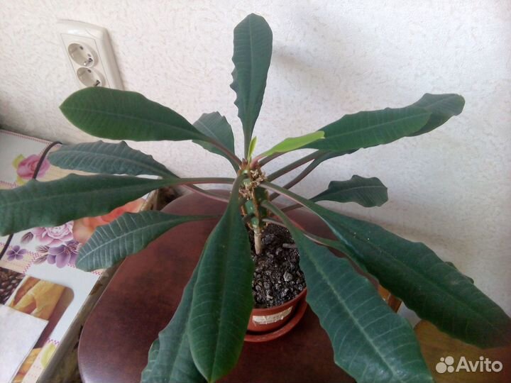 Цветок Молочай беложильчатый