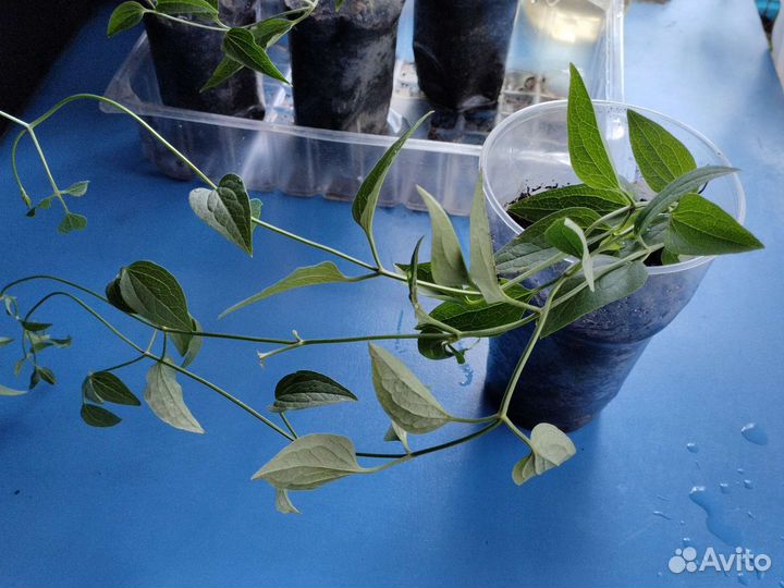 Клематис Белое облако Маньчжурский