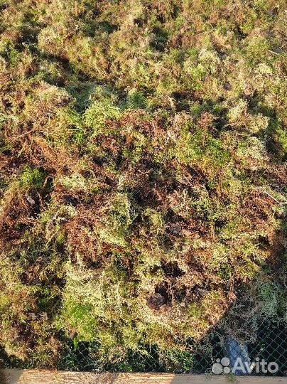 Мох сфагнум под заказ