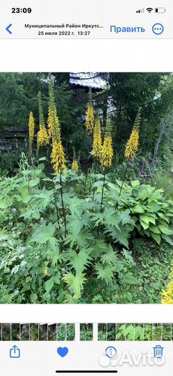 Бузульники тенелюбивые 4 вида