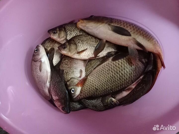 Живые караси