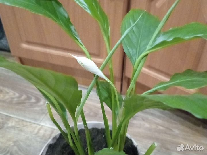 Комнатные цветы