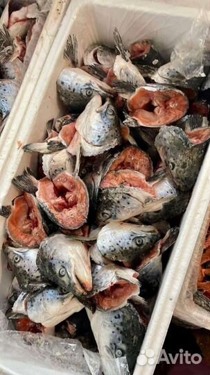 Мясо для собак Орел, Мценск, Железногорск