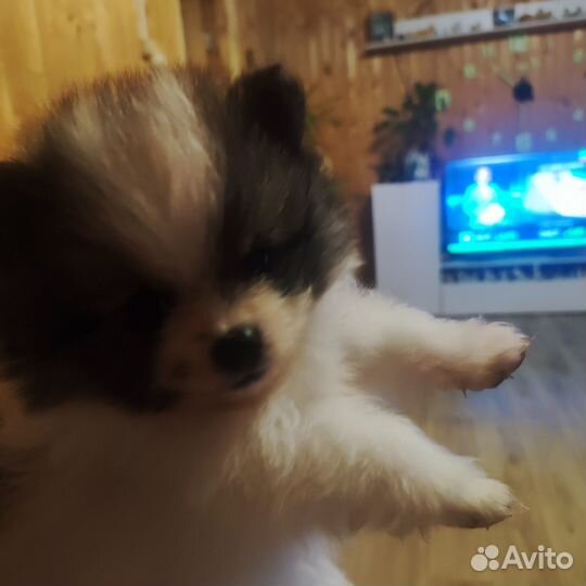 Померанский шпиц