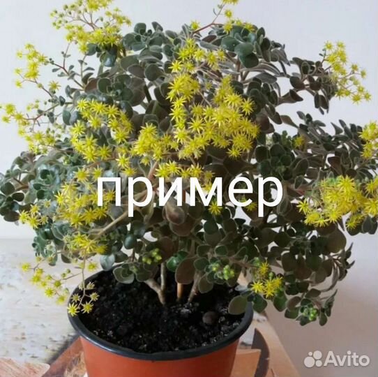 Аихризон- дерево любви