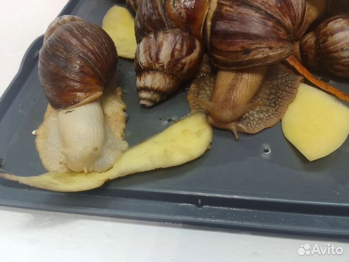 Улитки ахатины