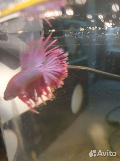 Рыбка петушок