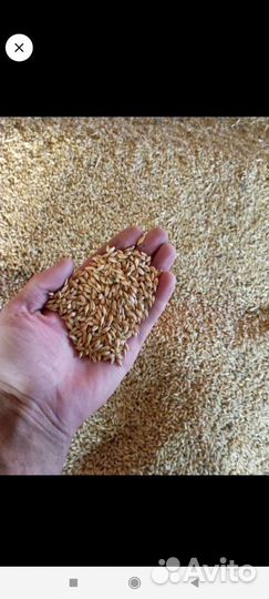 Ячмень пшеница овес