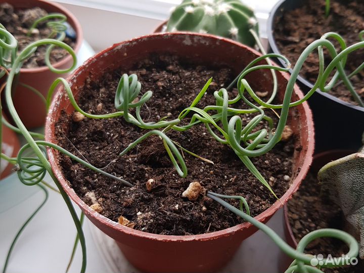 Альбука спиралевидная