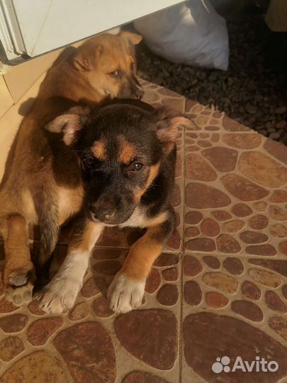 Щенок в добрые руки бесплатно маленькая порода