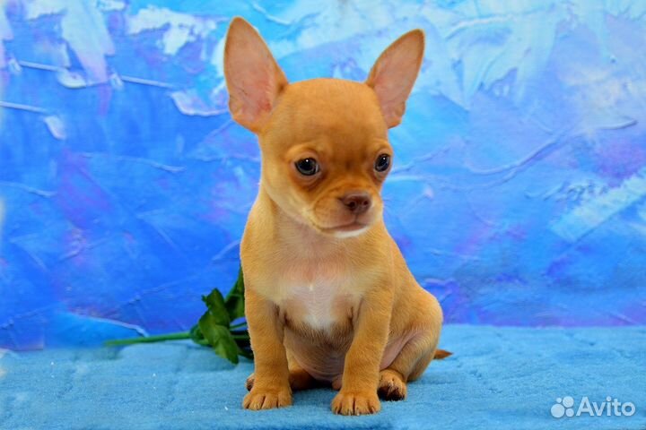 Чихуахуа, очаровательный мальчик
