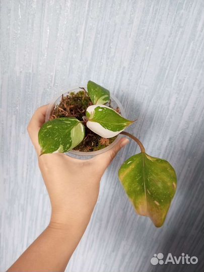 Филодендрон white knight триколор