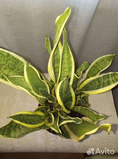 Сансевиерия Лауренти