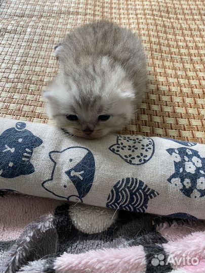 Британские котята