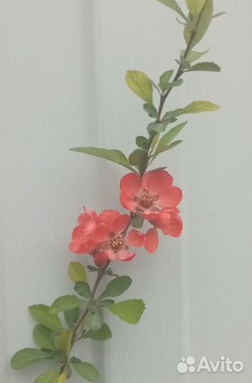 Айва японская