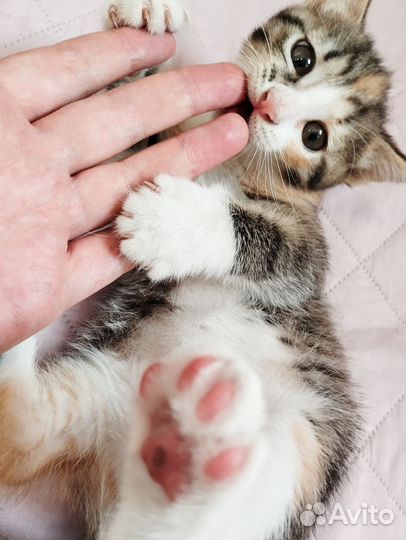 Котенок девочка трехцветная