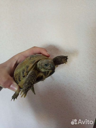 Черепаха сухопутная с террариумом