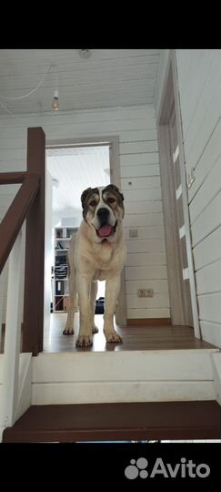 Щенки алабая