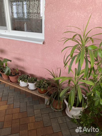 Цветы комнатные