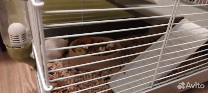 Декоративные мыши