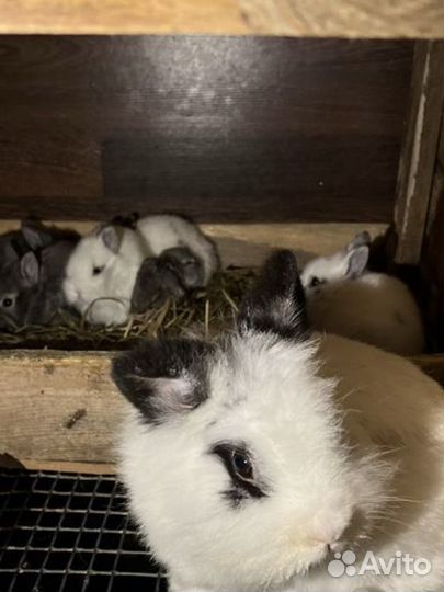 Декоративные карликовые кролики