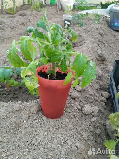 Рассада помидор