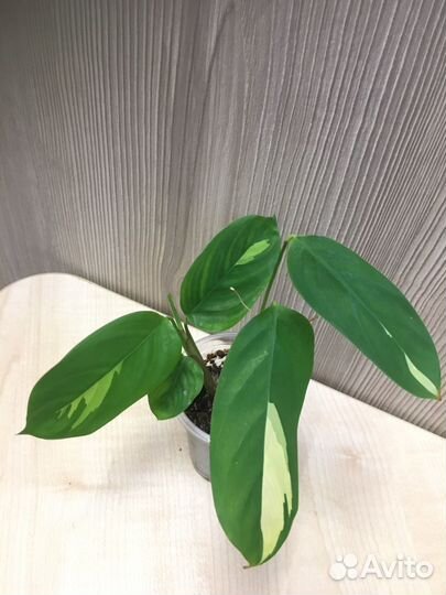 Калатея лубберса