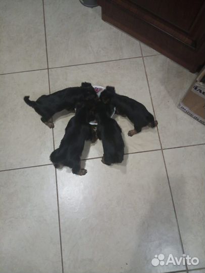 Вязка йорка