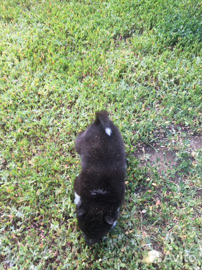 Щенки русско европейской лайки