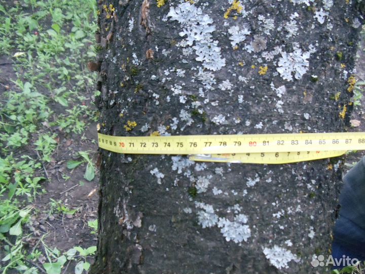 Ствол дерева