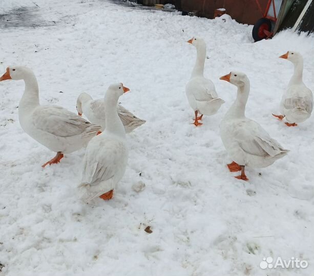 Мясо утки и гуся, гусиный жир