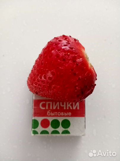 Саженцы (рассада) клубники