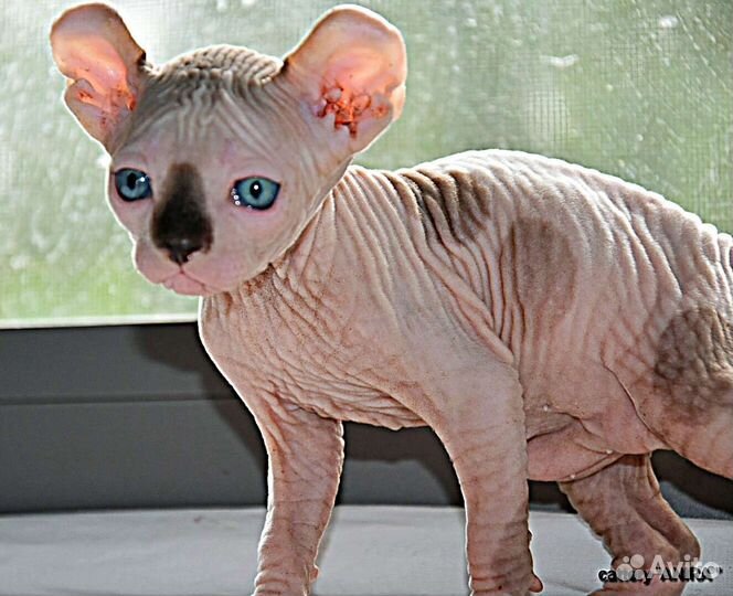 Которебенок мальчишка