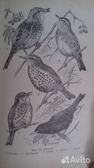 Певчие птицы Л.Б.Беме 1956г