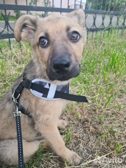 Щенок мини овчарки, в хорошие руки