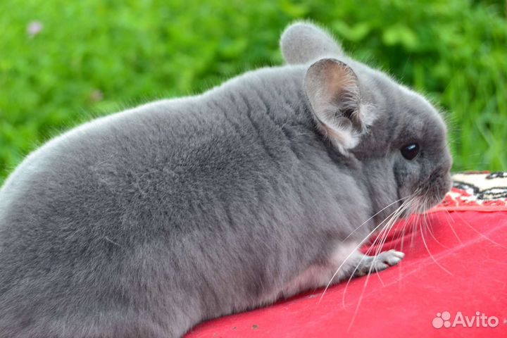 Фиолетовый бархат нс,на