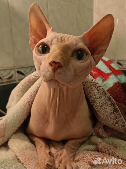 Канадский сфинкс вязка