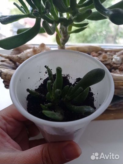 Толстянка хоббит (крассула)