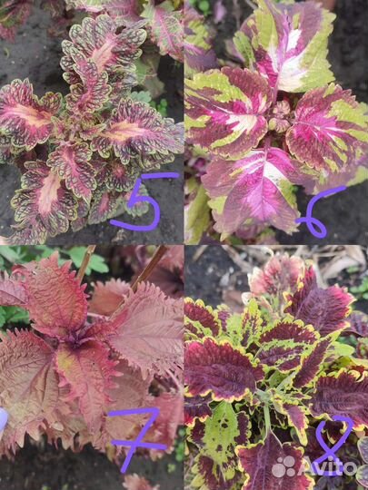 Колеусы сортовые