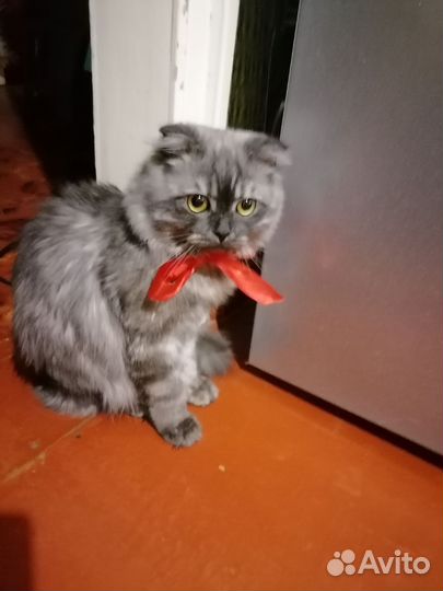 Вязка кошек