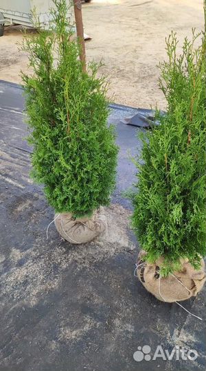 Туя Колумна