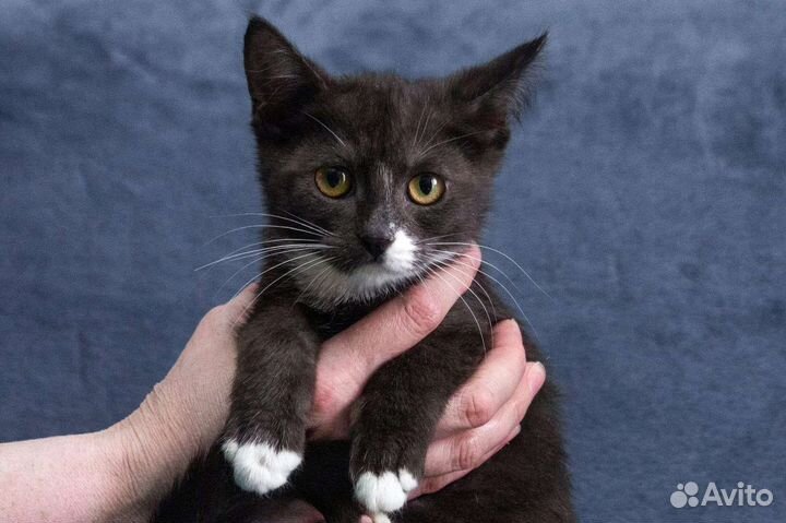 Кошка в дар бесплатно