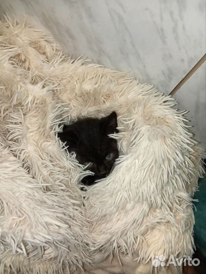 Черный котенок