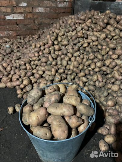 Картофель деревенский