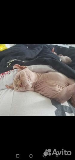 Двэльф вязка(можно за котёнка) с документами и без